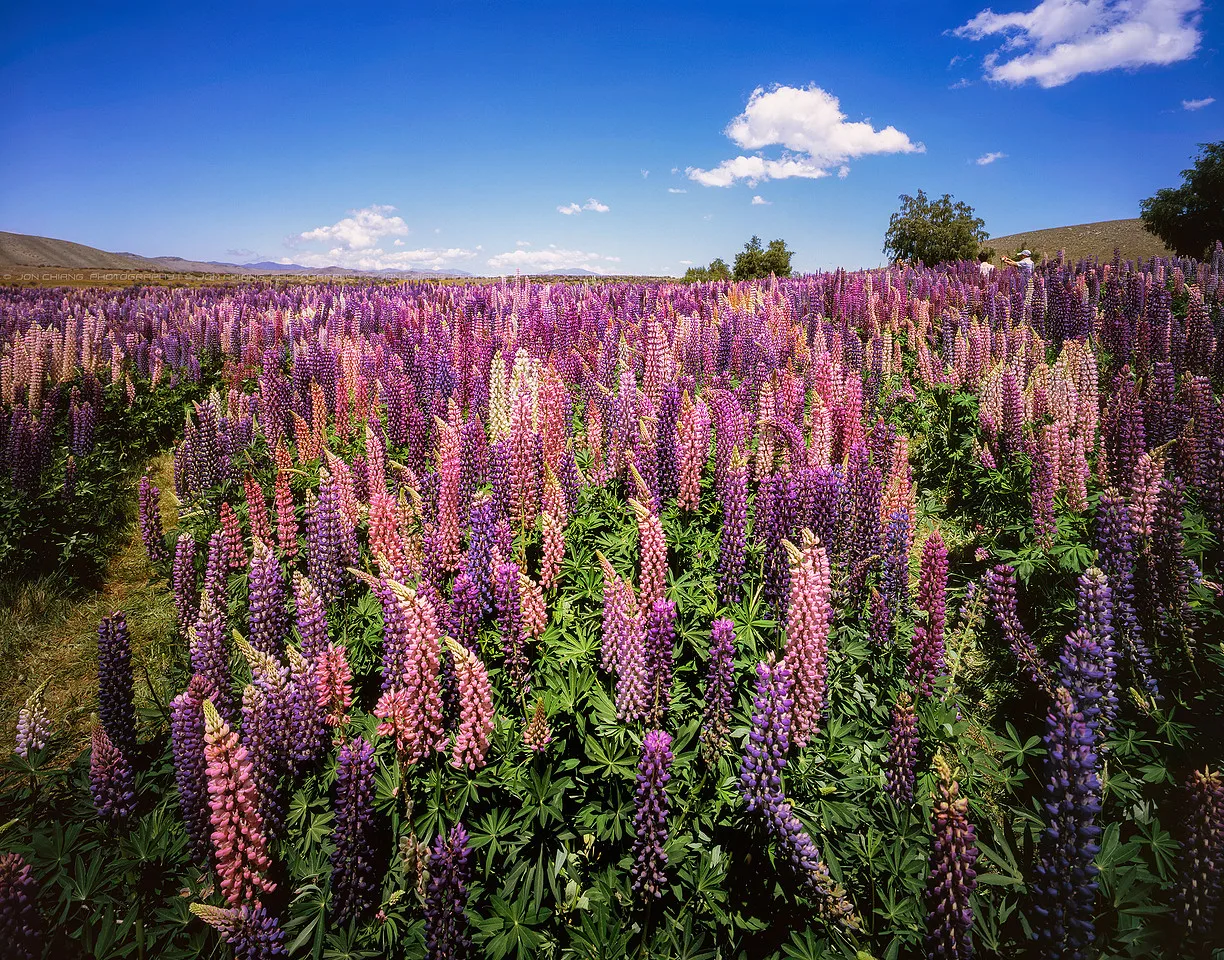 A field in full flower under hard blue.